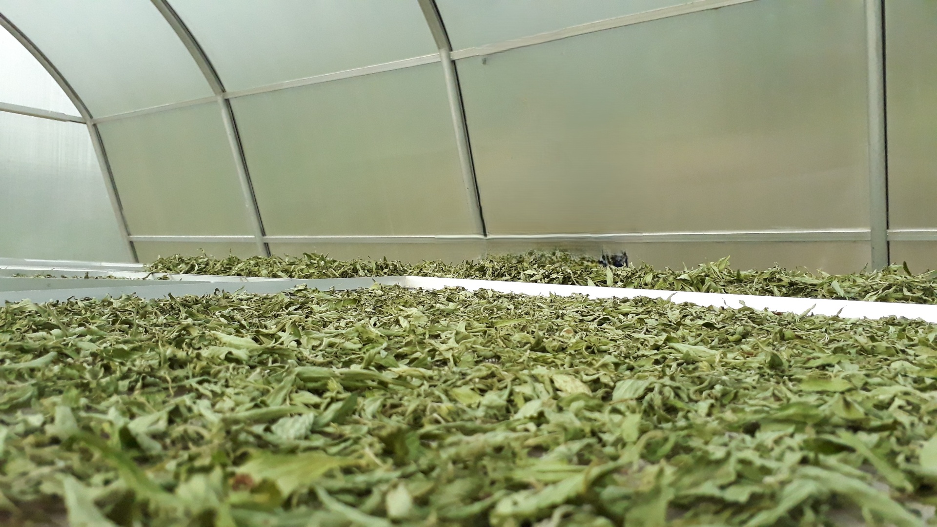 Stevia