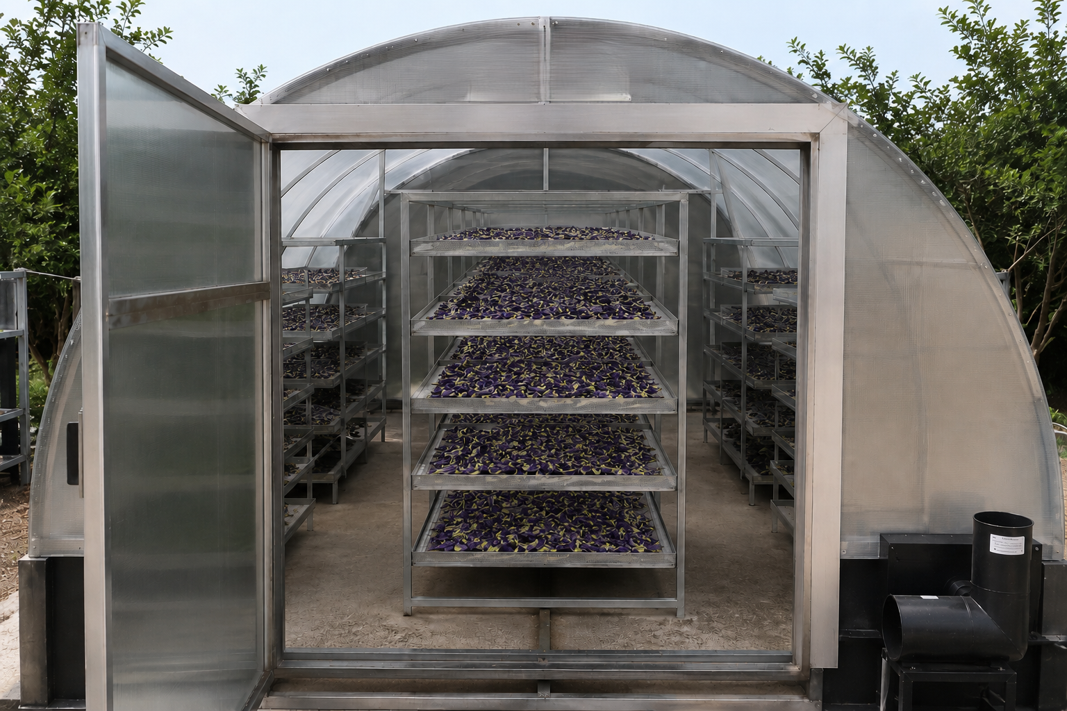 Butterfly Pea